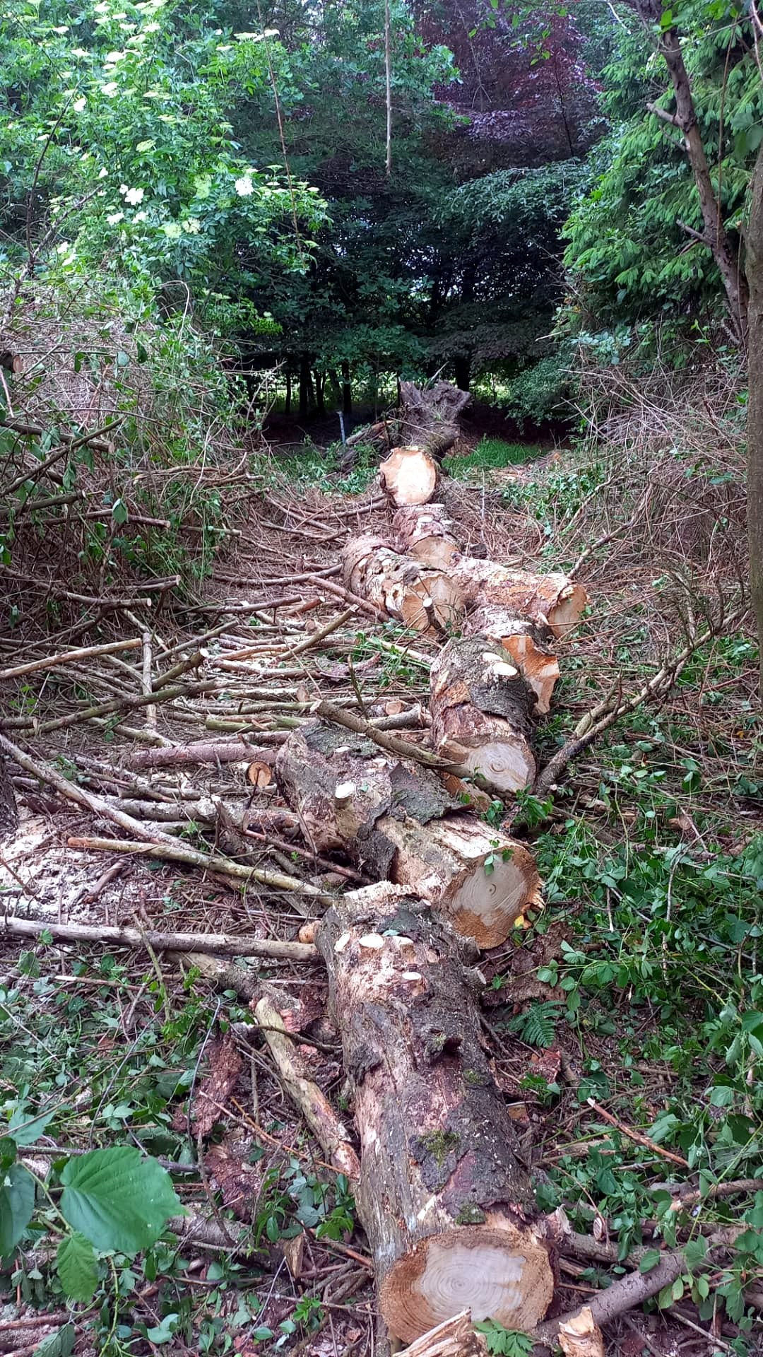 Tronco seccionado en el bosque después del clareo