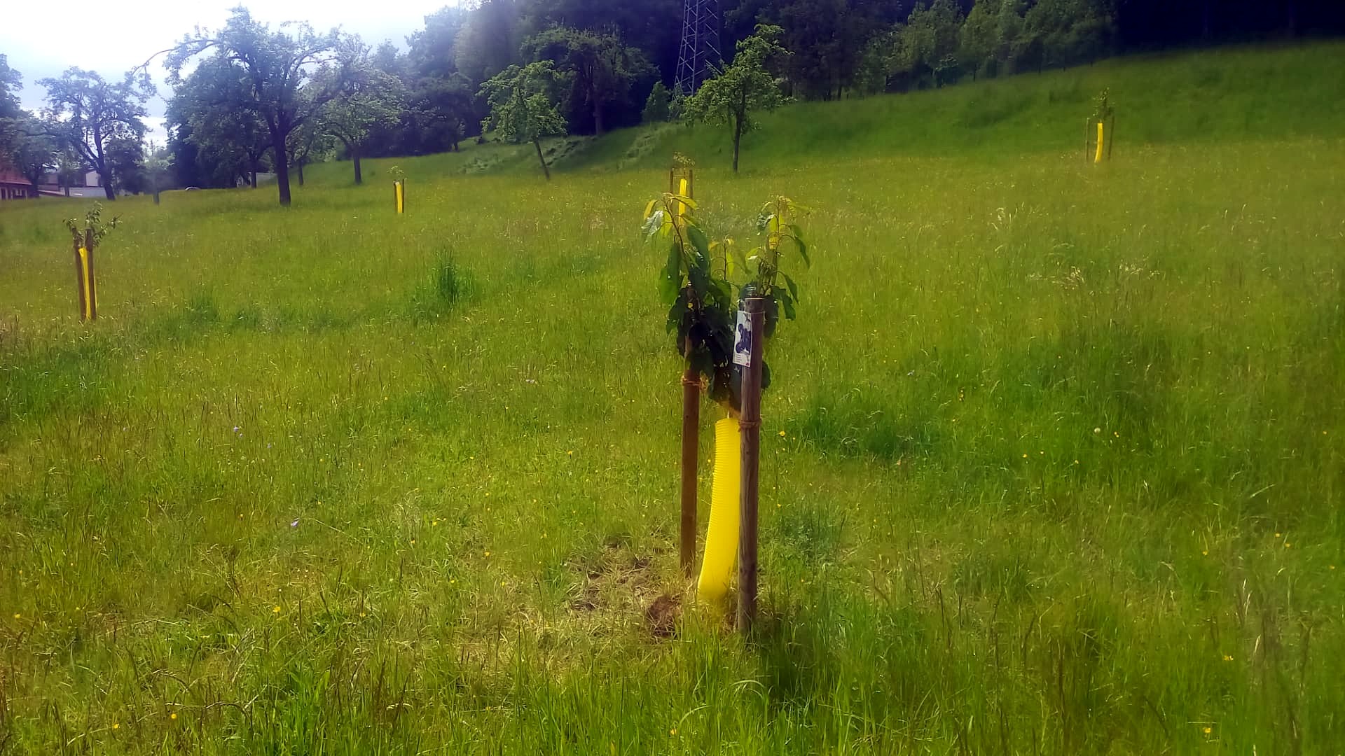 Conjunto de árboles jóvenes plantados y protegidos en una zona verde