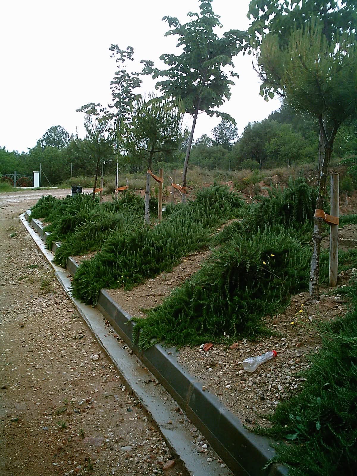 Aromáticas y tapizantes en el parterre