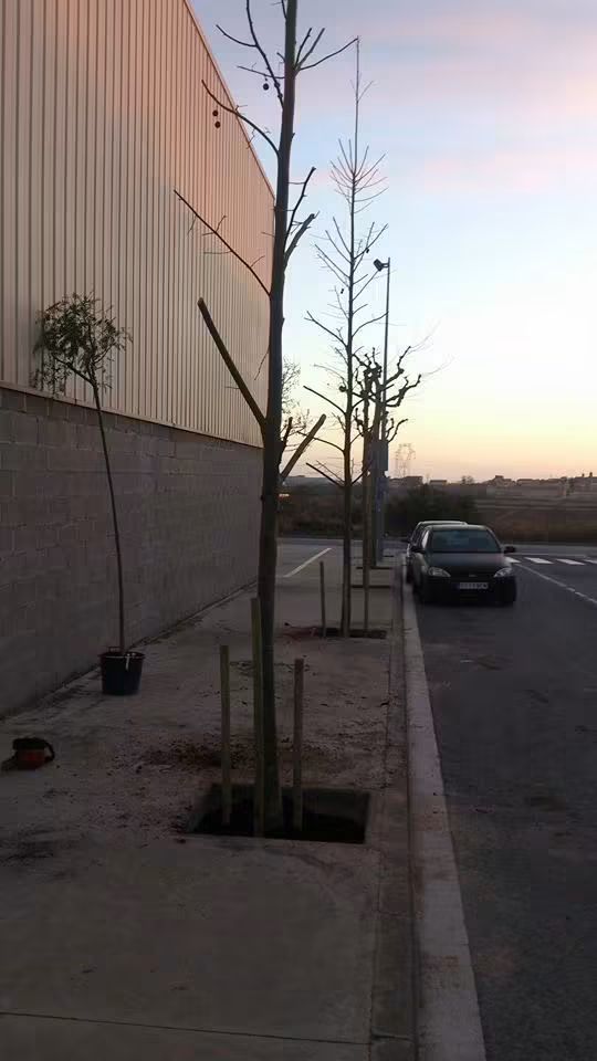 Del alcorque al árbol plantado 5