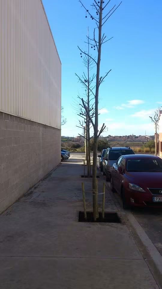 Del alcorque al árbol plantado 6