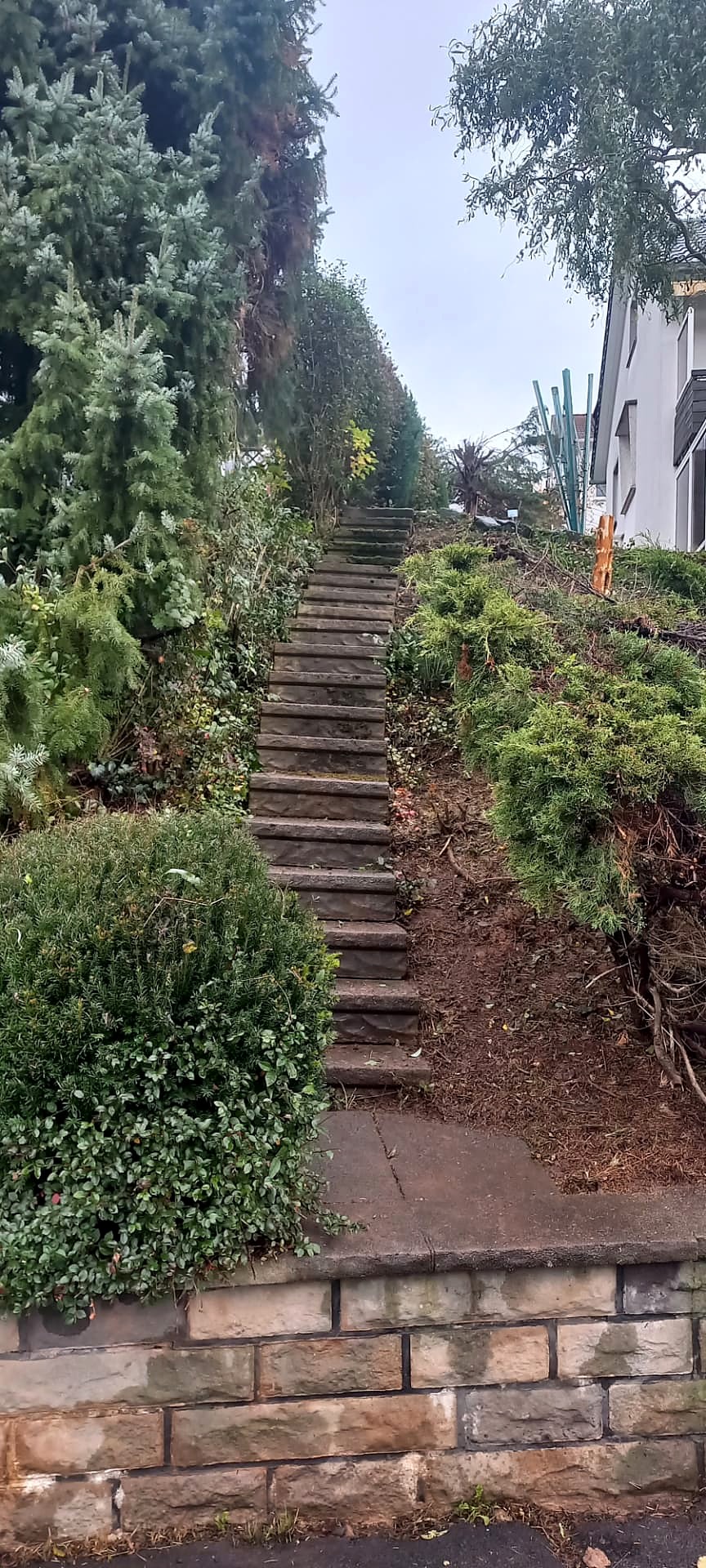 Escalera entre vegetación después de los trabajos