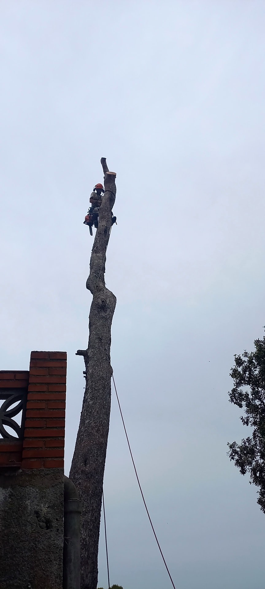 Descenso por el tronco, tramo a tramo.