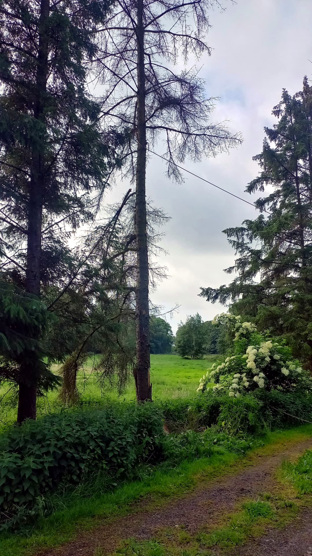 Clareo de un pinar para devolver luz al prado