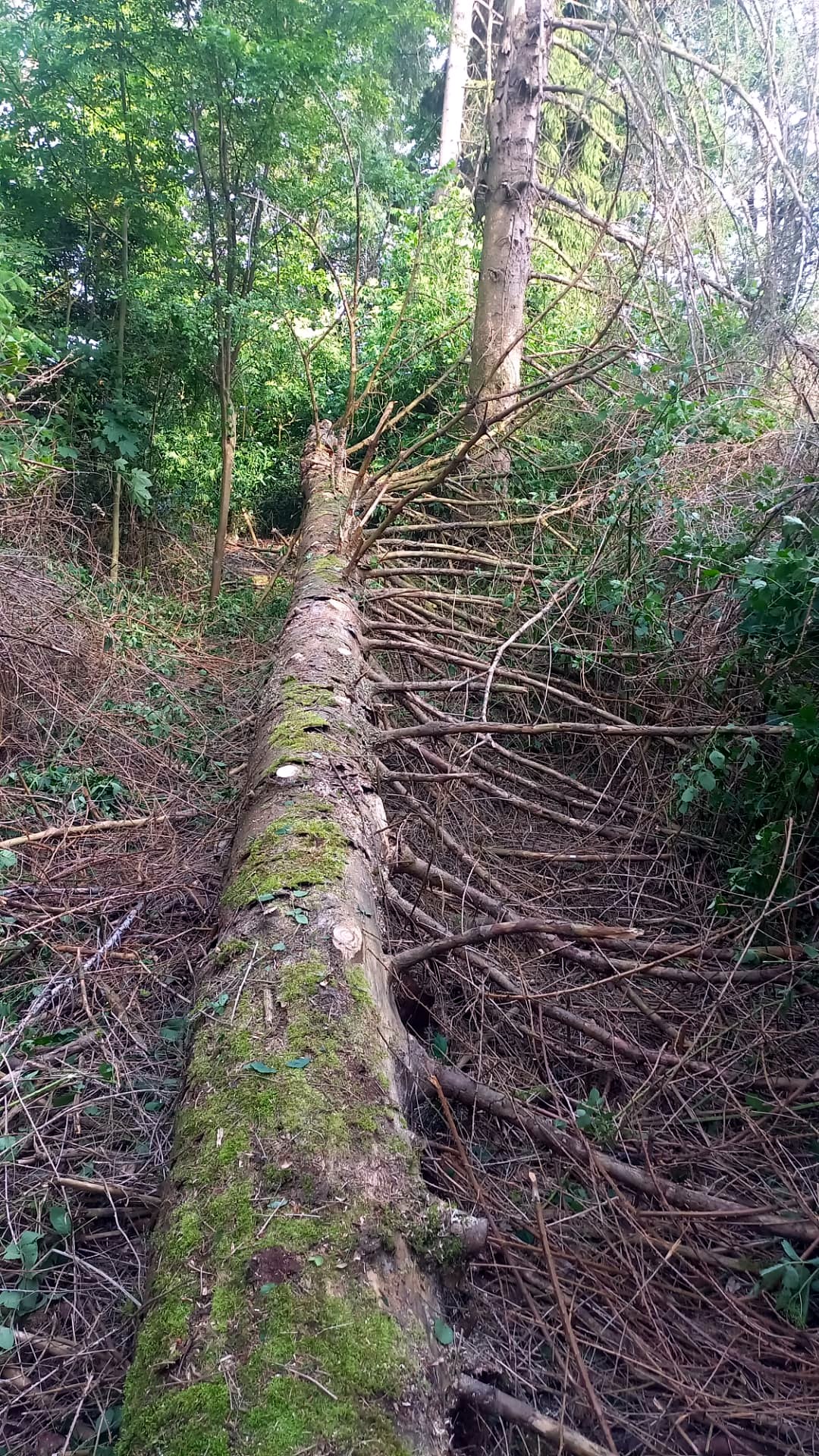 Tronco de abeto caído en el bosque después de la tala