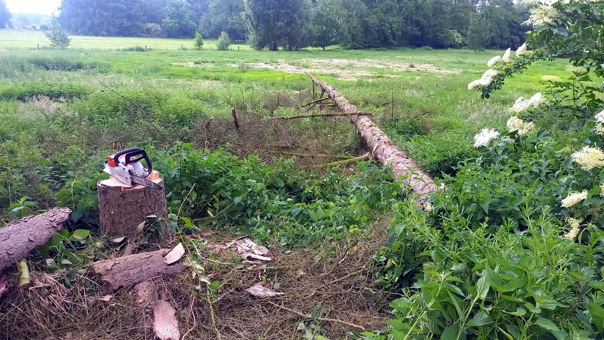 Motosierra sobre la cepa después de retirar un árbol caído