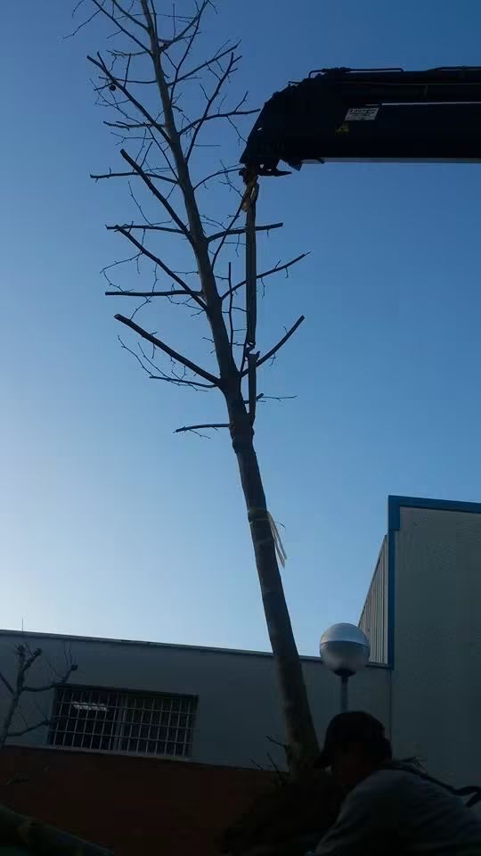 Del alcorque al árbol plantado 3