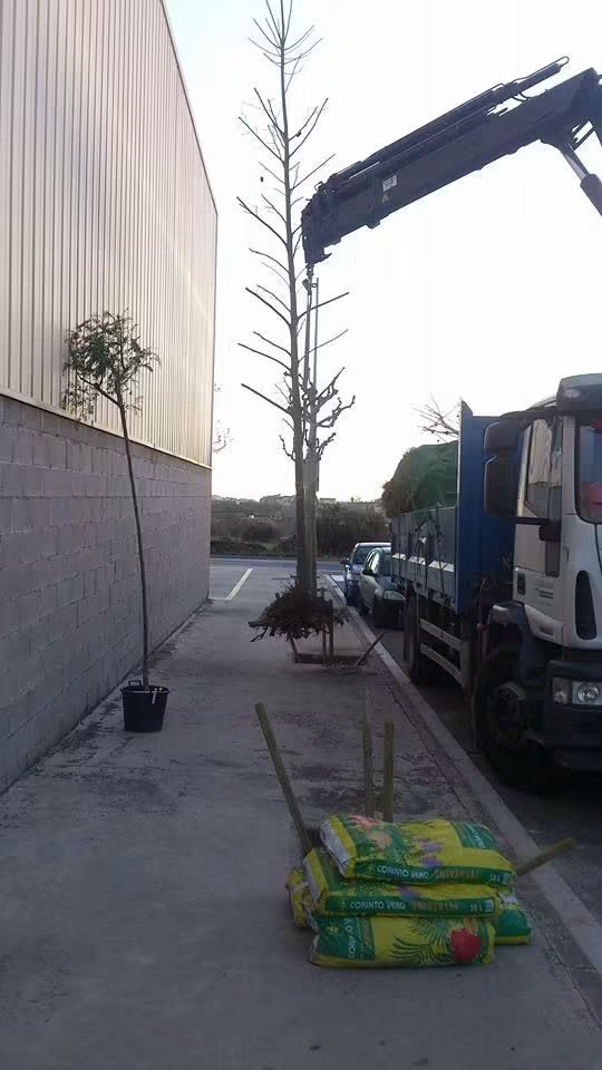 Plantación de Platanus hispanica en la vía pública.