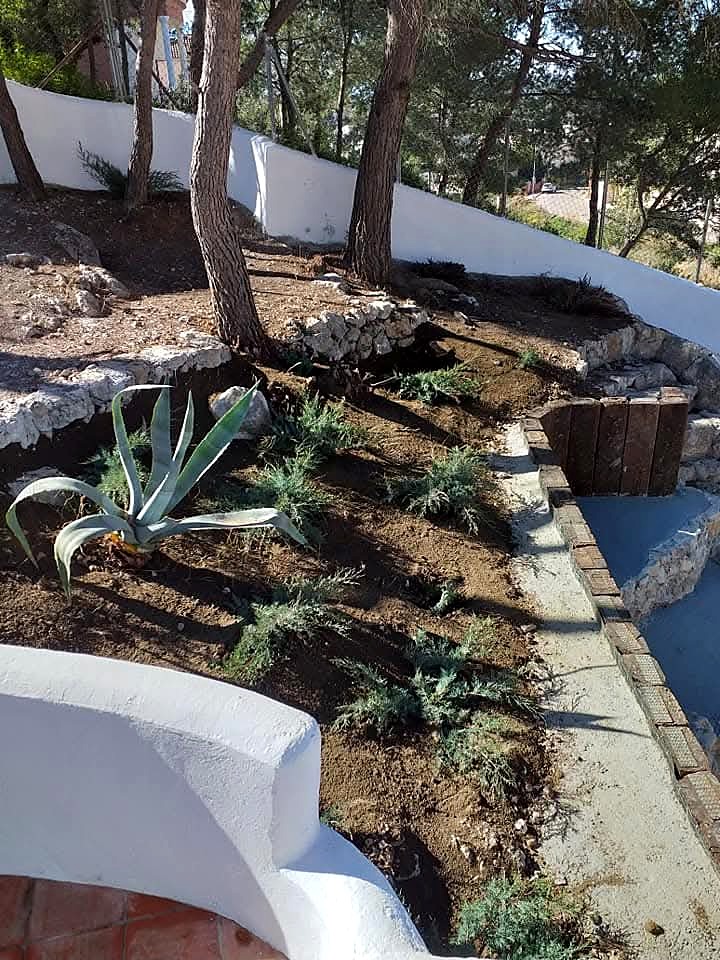 Jardín mediterráneo terminado bajo pinos con agave y plantación baja