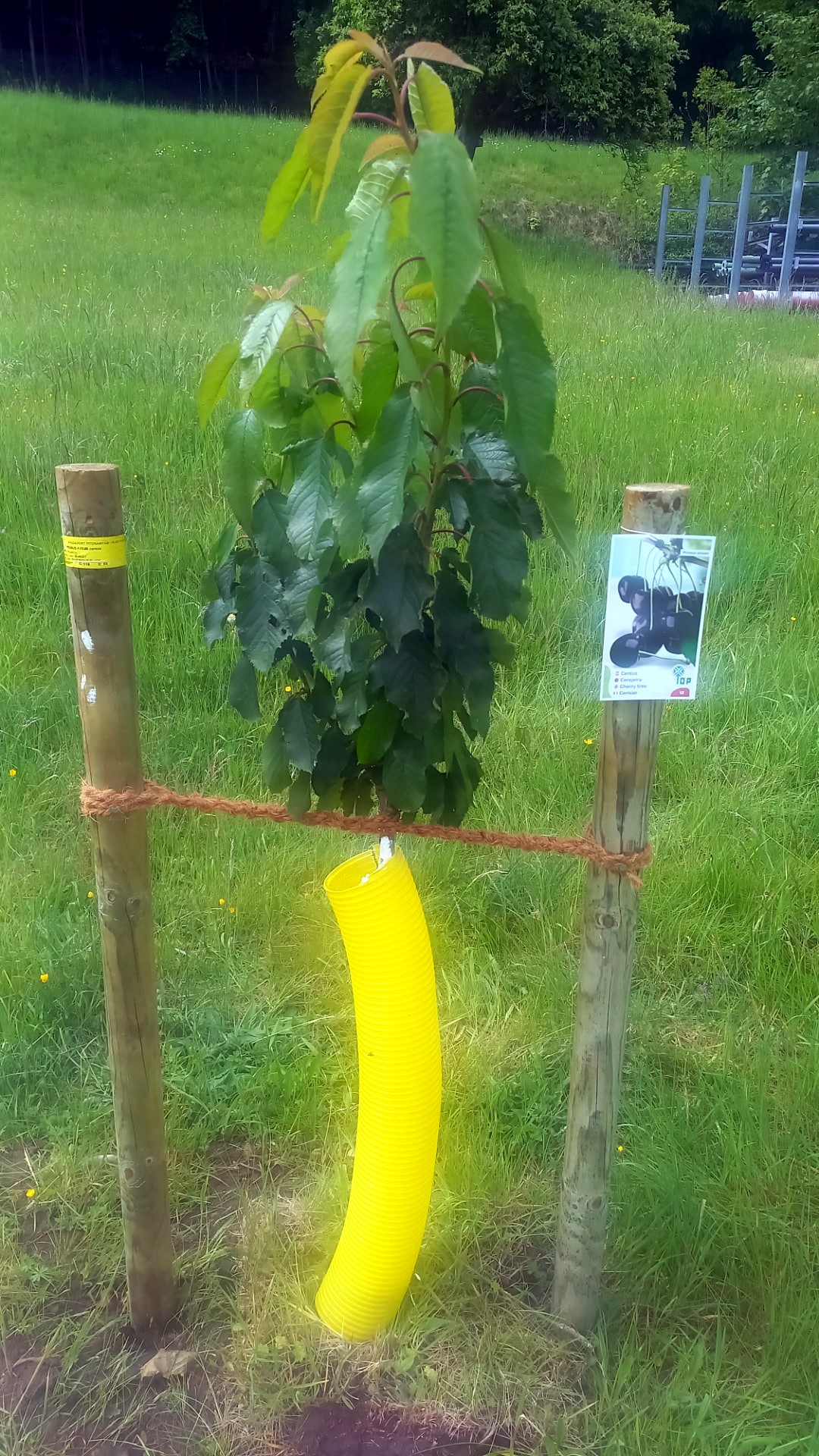 Árbol joven plantado con tutores y protección del tronco