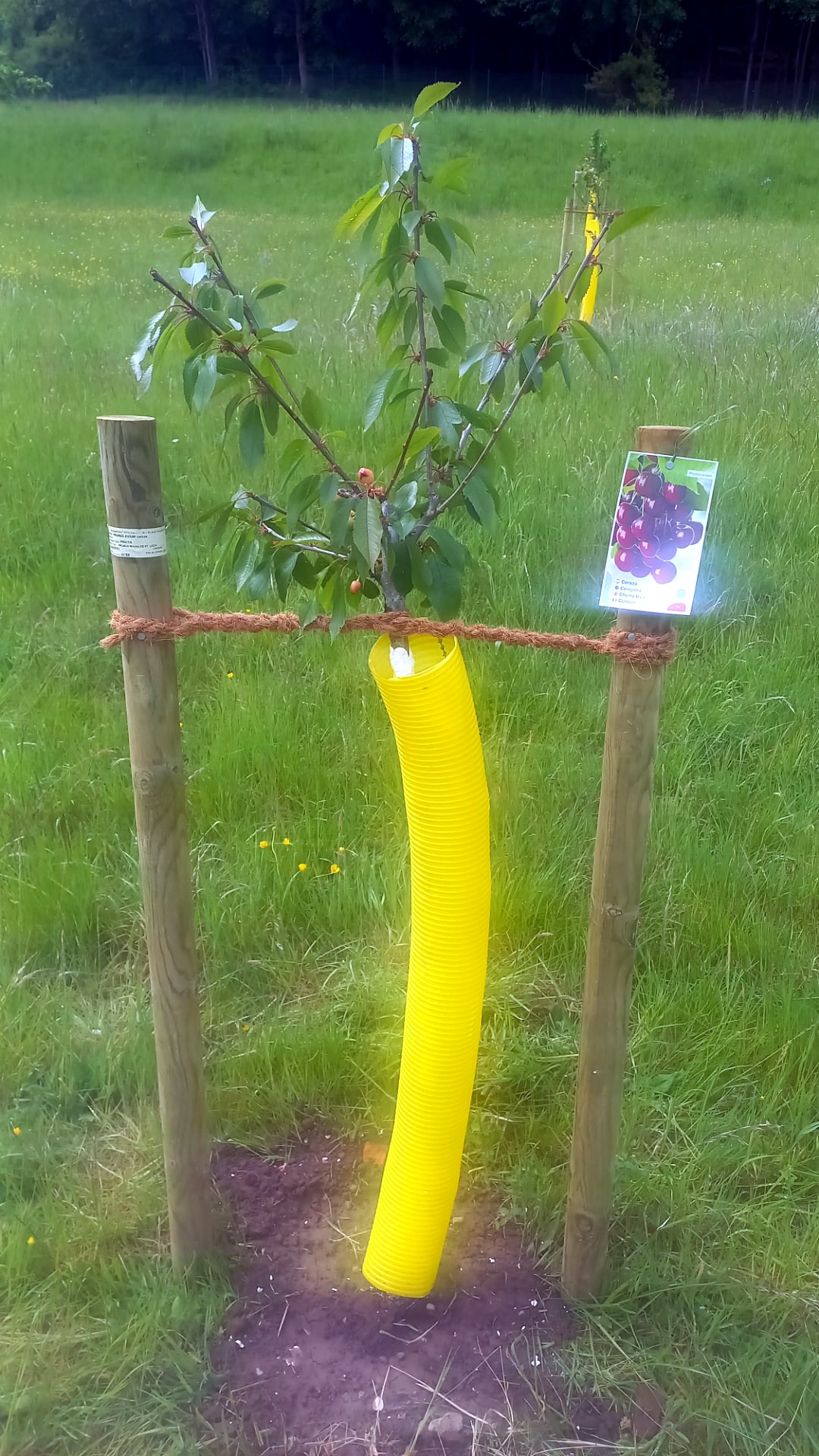 Árbol recién plantado con dos tutores y protector amarillo