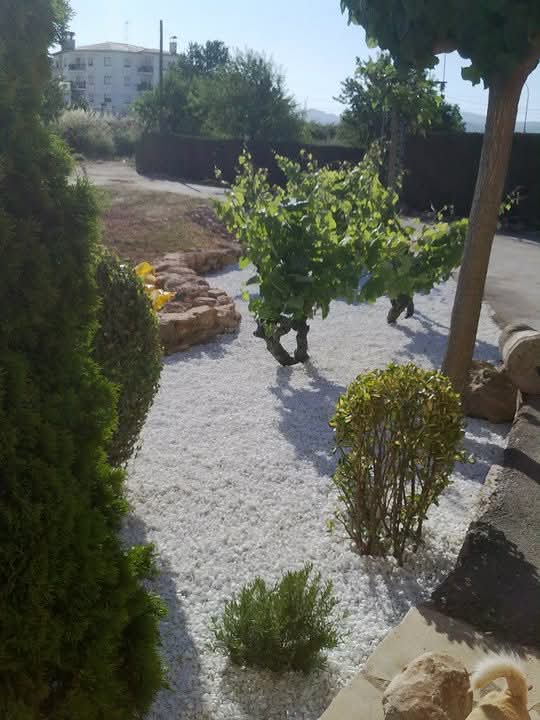 Zona de grava con la jardinera y la vid