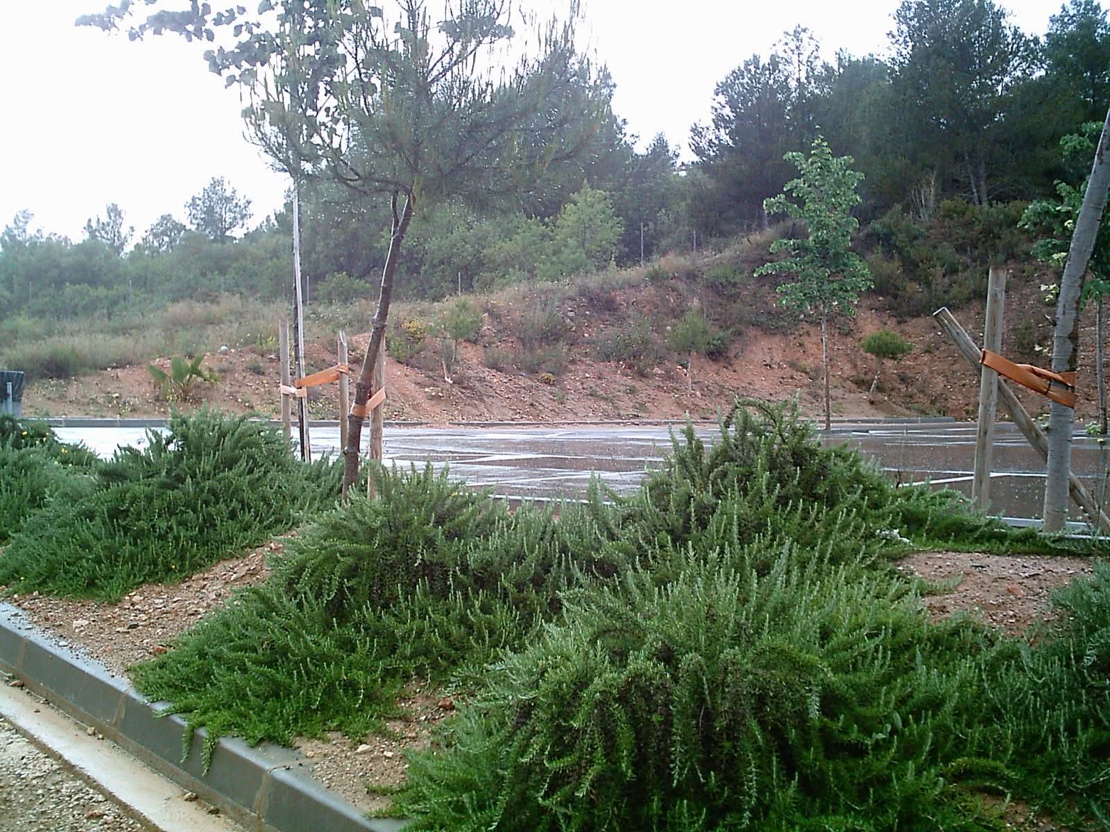 Detalle de las zonas plantadas
