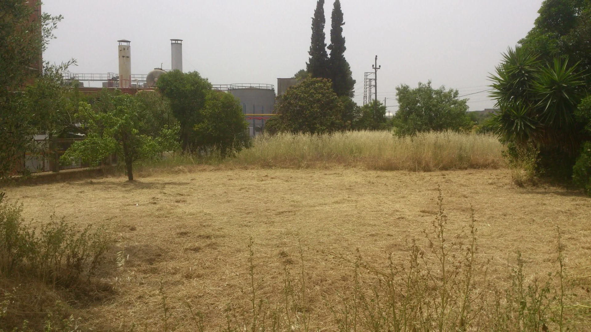 Avance del desbroce con una parte del terreno ya despejada