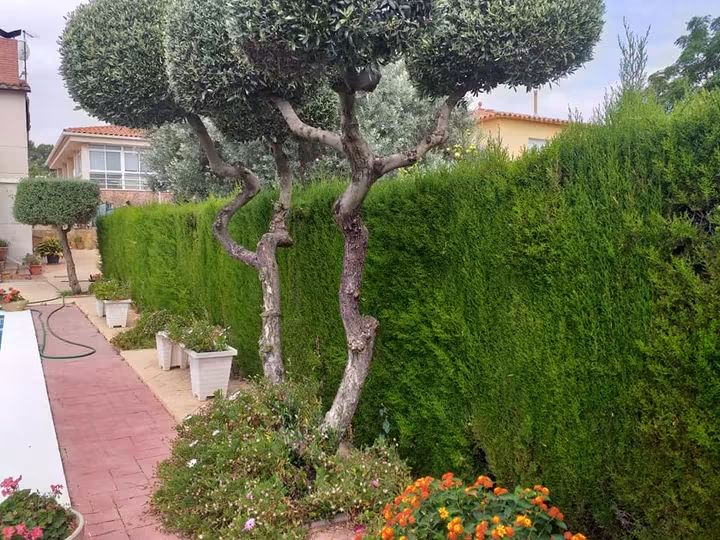 Recorte junto al jardín