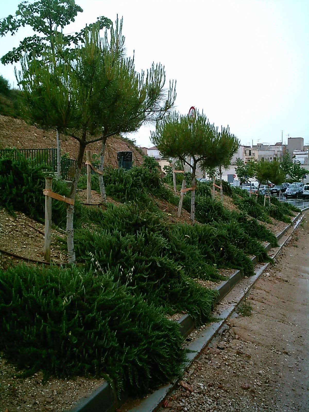 Plantación adaptada al talud
