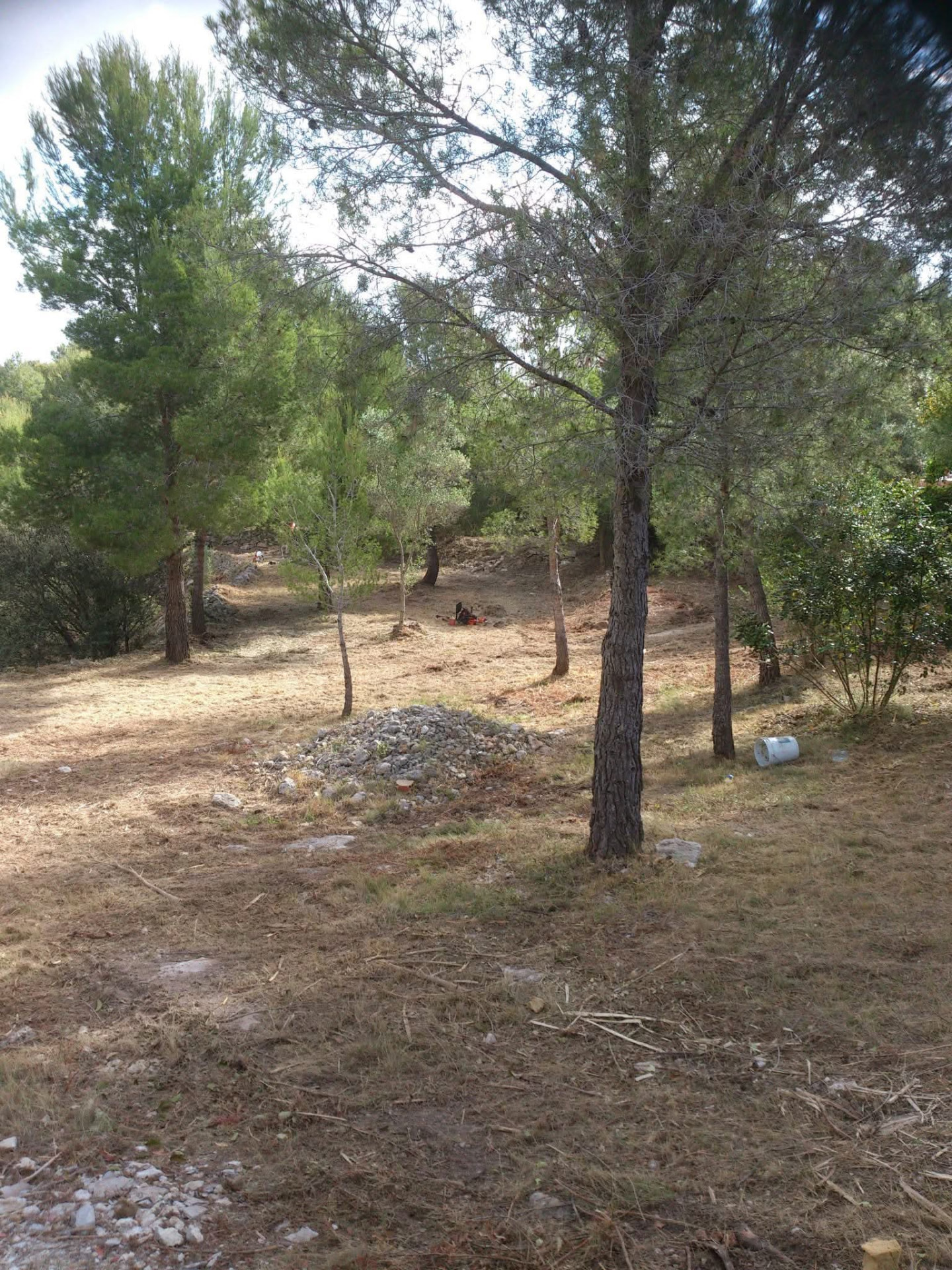 Zona de pinar despejada tras el desbroce