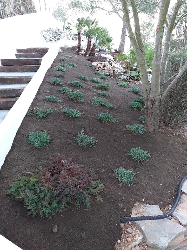 Plantación mediterránea en pendiente junto a una escalera