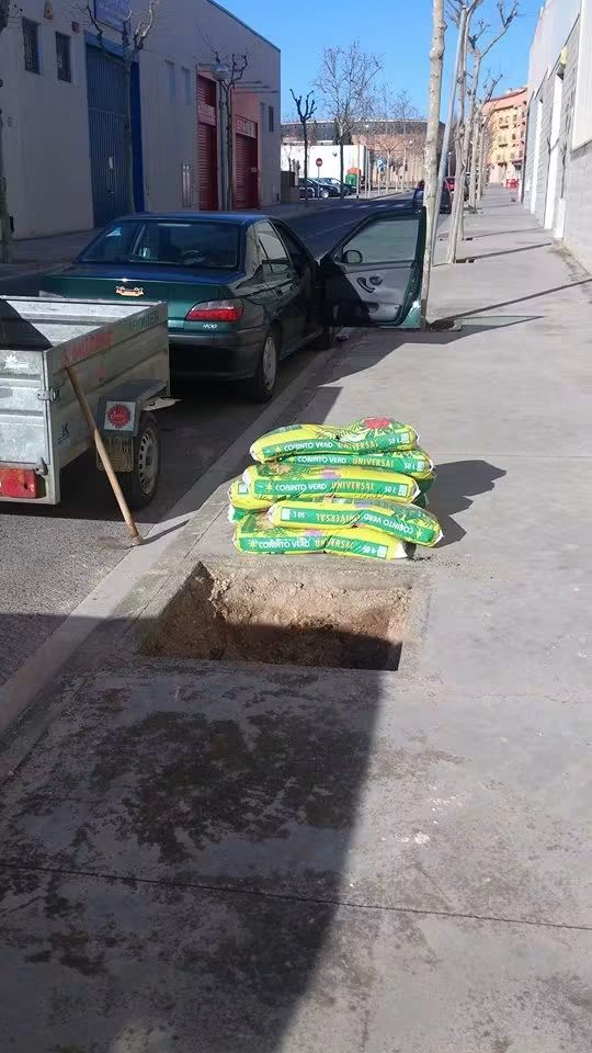 Del alcorque al árbol plantado 1