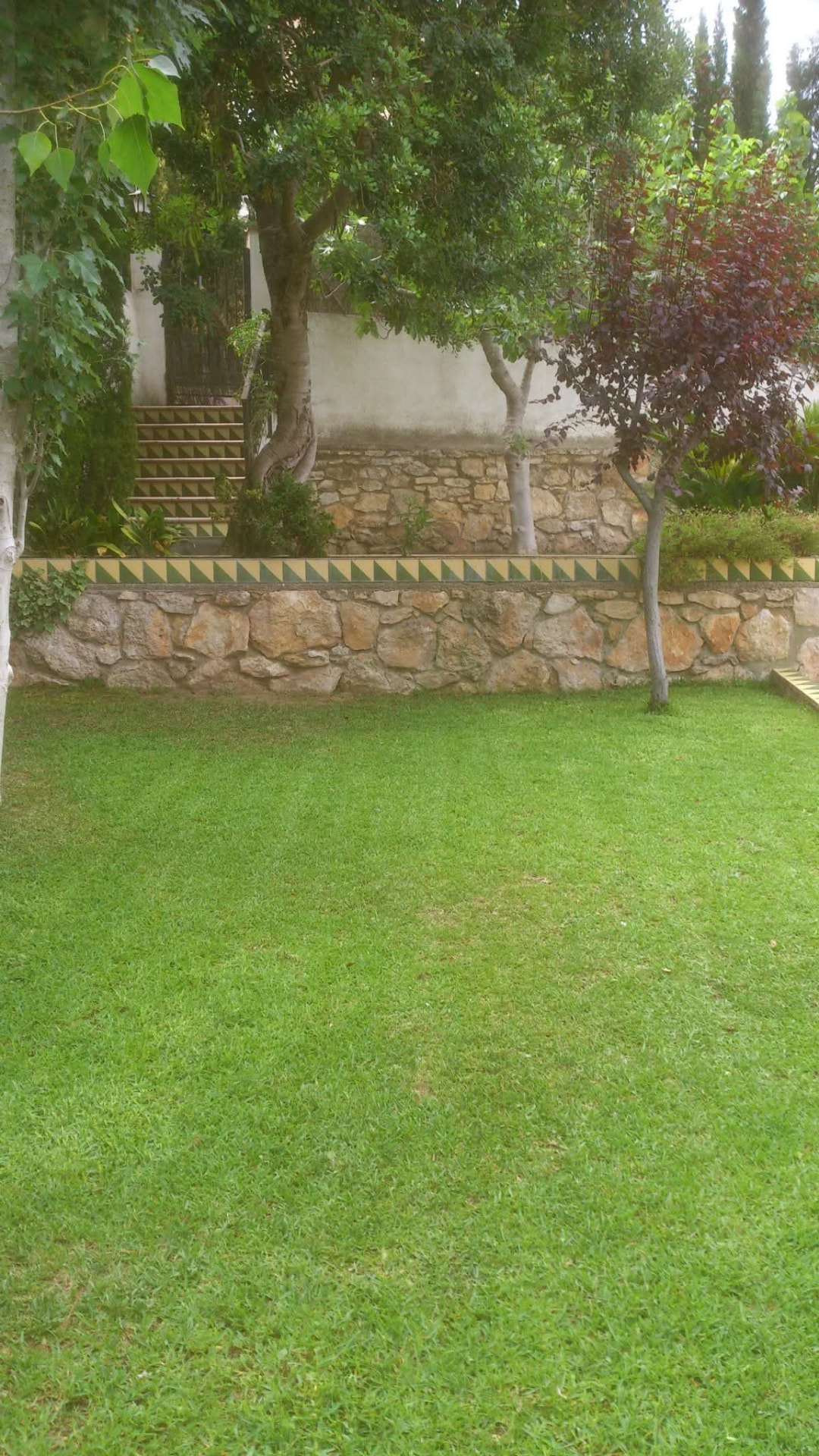 Césped y árboles mantenidos en el jardín