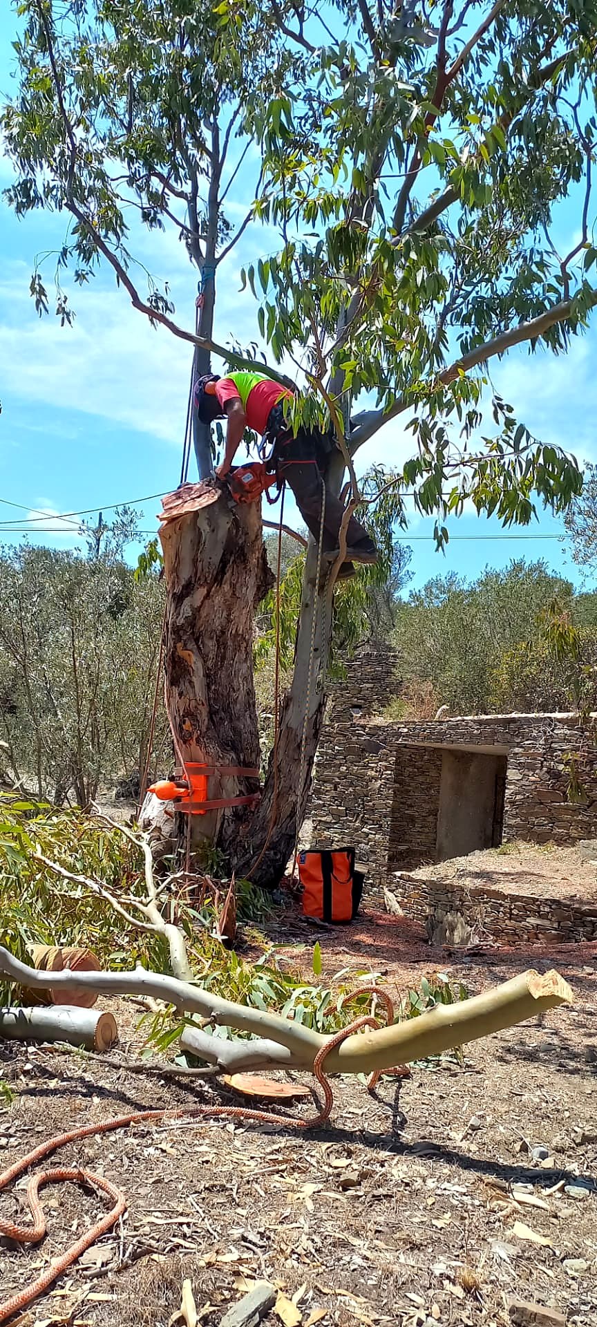 Descenso por el tronco con la zona de trabajo protegida.