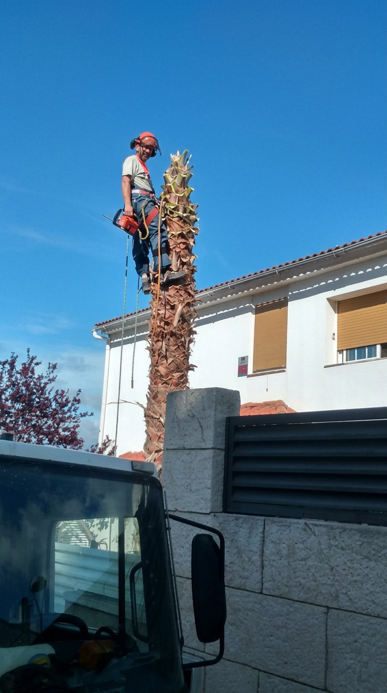 Arborista realizando la tala controlada de una palmera Phoenix en una zona residencial